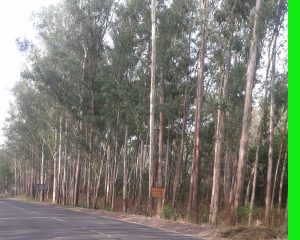 हल्द्वानी-रुद्रपुर मार्ग में स्थित टांडा जंगल