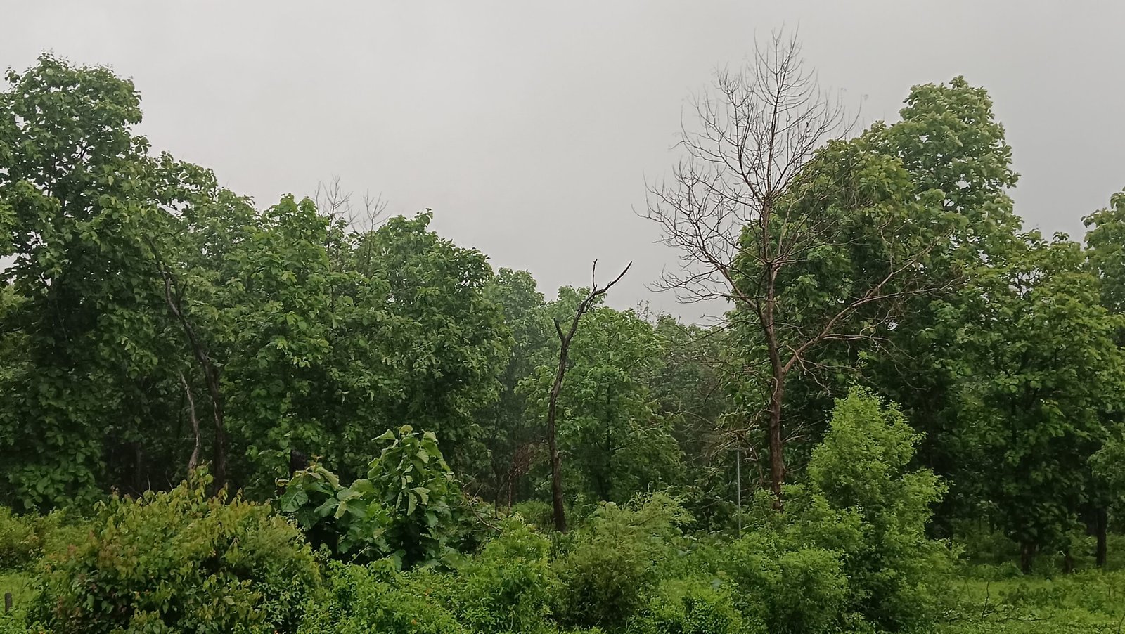 IMG 20240731 060221 scaled सुबह से झमाझम बारिश शुरू, नैनीताल समेत कई जिलों के स्कूल आज रहेंगे बंद