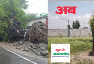 tree transplant हल्द्वानीः प्रशासन और लोनिवि की पहल रंग लाई, ट्रांसप्लांट के बाद पेड़ में फिर हरियाली छायी