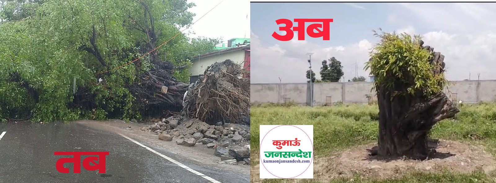 tree transplant हल्द्वानीः प्रशासन और लोनिवि की पहल रंग लाई, ट्रांसप्लांट के बाद पेड़ में फिर हरियाली छायी