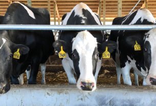 dairy farm नगर निगम क्षेत्रों में डेयरी संचालन अब कठिन, पंजीकरण कराना अनिवार्य, जुर्माने का भी किया प्राविधान