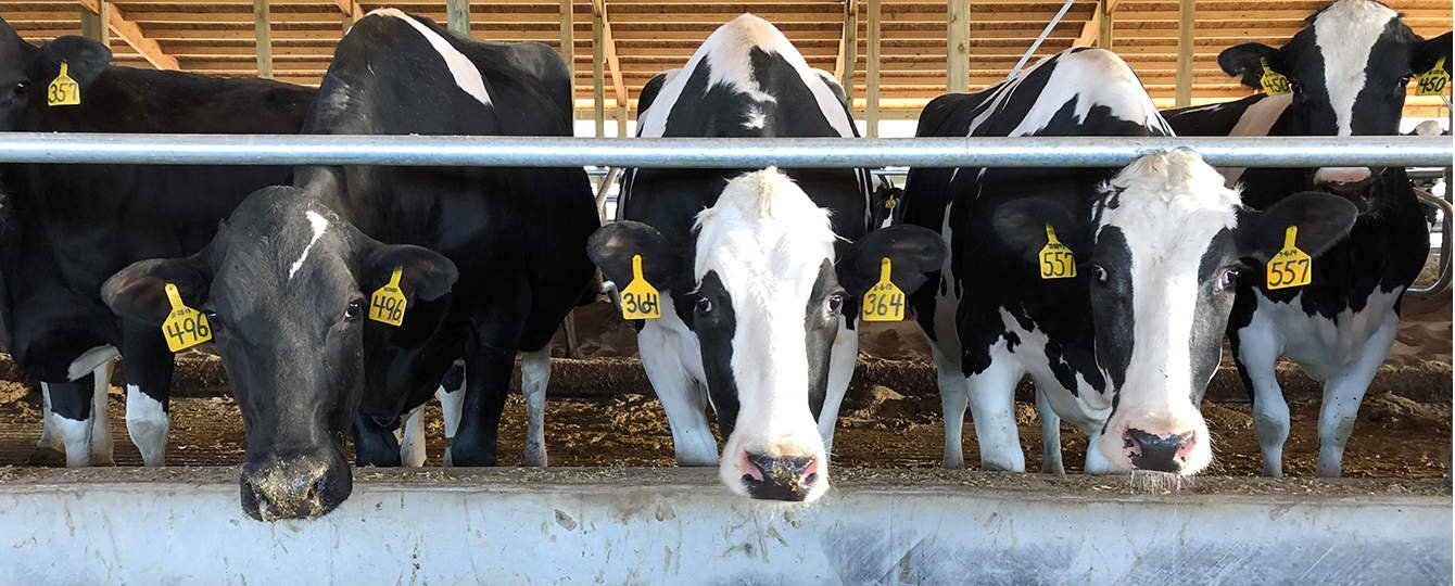 dairy farm नगर निगम क्षेत्रों में डेयरी संचालन अब कठिन, पंजीकरण कराना अनिवार्य, जुर्माने का भी किया प्राविधान