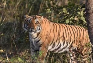 tiger बाघ ने महिला पर किया हमला, मौके पर हुई मौत