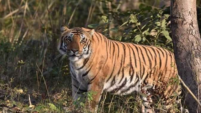 tiger बाघ ने महिला पर किया हमला, मौके पर हुई मौत