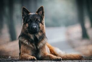 dog Dehradun: कुत्ते को बेरहमी से पीट-पीटकर मार डाला; दुस्साहस...रोकने आए न्यायिक अधिकारी के पति से भी की मारपीट