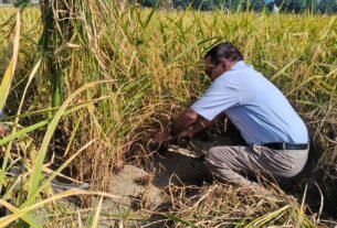 IMG 20251026 WA0004 नवाड़ खेड़ा में धान की फसल काटने पहुंचे डीएम रयाल 