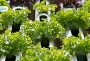 The Zig Zag Vertical Hydroponics System A Smart Solution for Space Saving Farming thegem blog default डीएसबी परिसर में हाइड्रोपोनिक्स व बायो फ्लॉक तकनीक का लोकार्पण