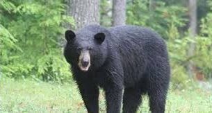 images स्कूल से बच्चे को उठा ले गया भालू, बमुश्किल बची जान