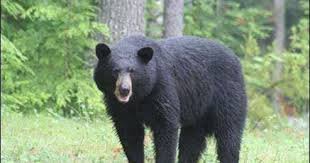 images स्कूल से बच्चे को उठा ले गया भालू, बमुश्किल बची जान