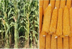 1 बड़ी खबर : पंत विश्वविद्यालय ने विकसित की मक्के की दो नई उन्नत संकर किस्में