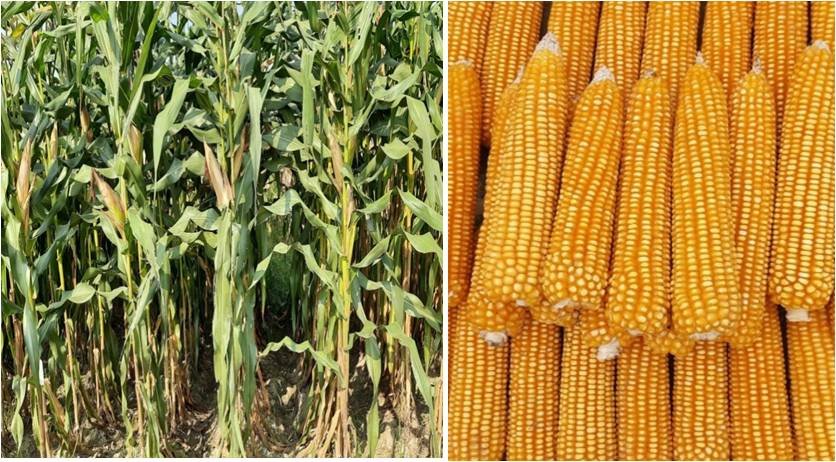 1 बड़ी खबर : पंत विश्वविद्यालय ने विकसित की मक्के की दो नई उन्नत संकर किस्में