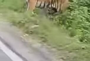 1768575718583 सावधान और सतर्क रहें, भीमताल के जंगलिया गांव में देखा गया बंगाल टाइगर, ग्रामीणों में दहशत