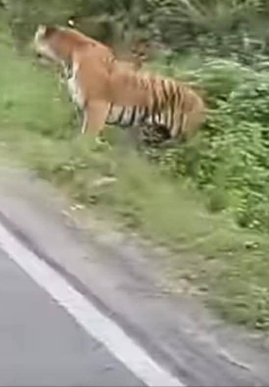 सावधान और सतर्क रहें, भीमताल के जंगलिया गांव में देखा गया बंगाल टाइगर, ग्रामीणों में दहशत 1 1768575718583 सावधान और सतर्क रहें, भीमताल के जंगलिया गांव में देखा गया बंगाल टाइगर, ग्रामीणों में दहशत